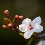 purple-leaf-plum-9568184_1280
